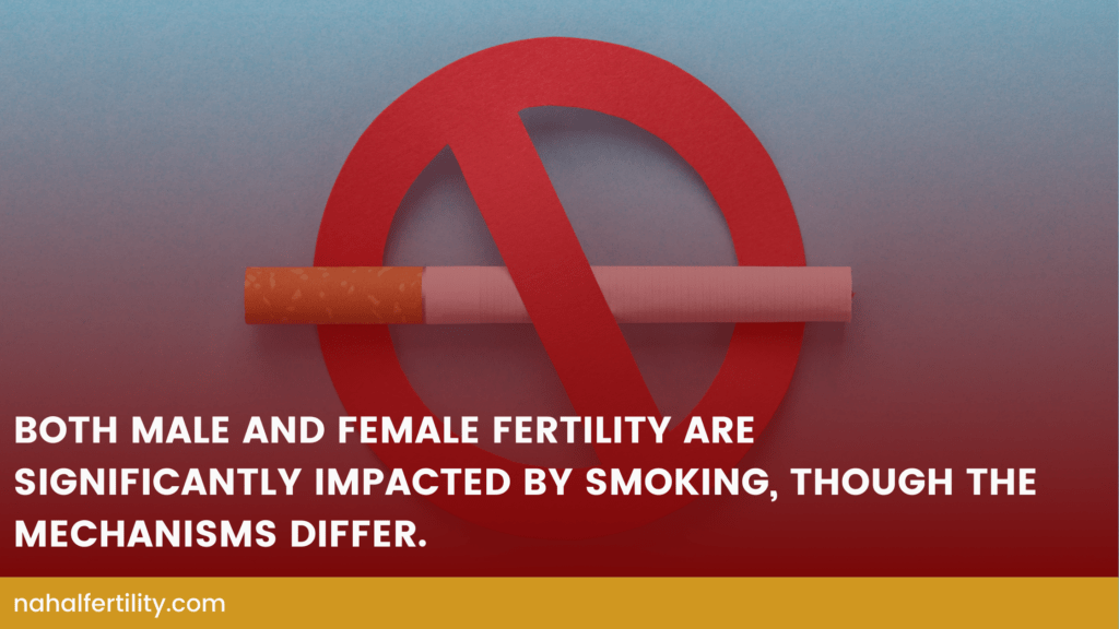 Both male and female fertility are significantly impacted by smoking, though the mechanisms differ.