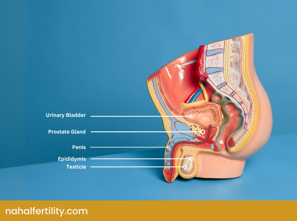 Internal and External Parts of the Men Reproductive System