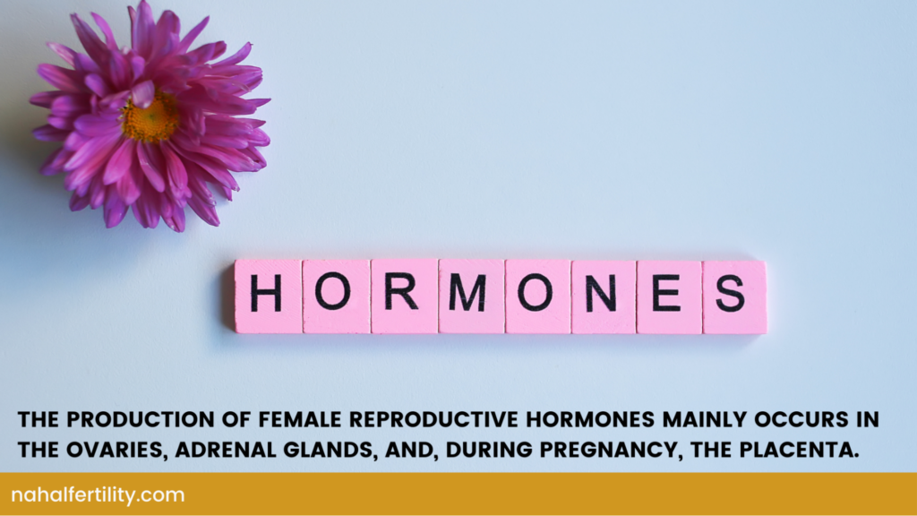 reproductive glands that produce female hormones